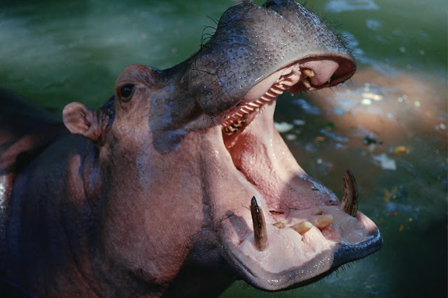 Wild Animals Wallpapers 1600×1067 Wild Animals Wallpapers 1600×1067