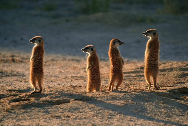 Wild Animals Wallpapers 1600×1067 Wild Animals Wallpapers 1600×1067