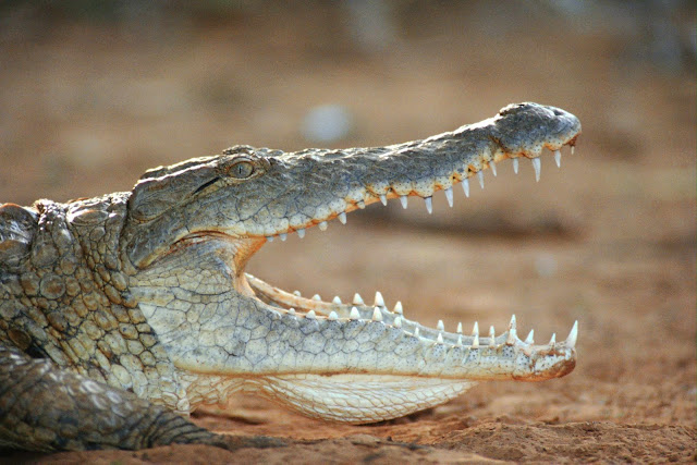 Wild Animals Wallpapers 1600×1067 (Crocodile),Wild Animals Wallpapers 1600×1067