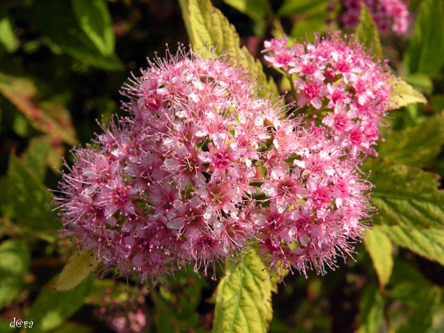 20 Flowers Wallpapers 1600 X 1200 20 Flowers Wallpapers 1600 X 1200
