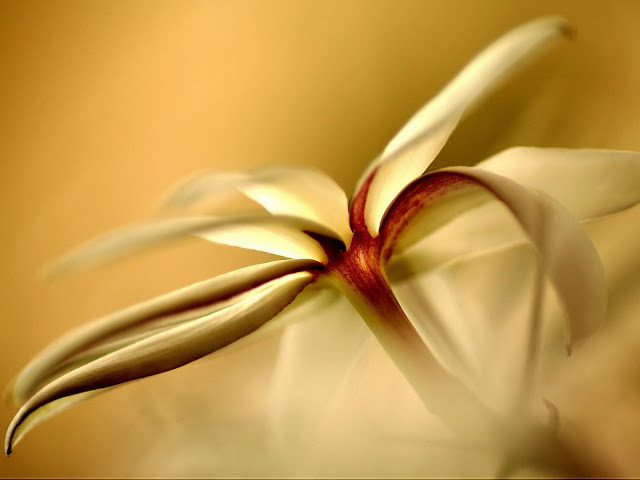 20 Flowers Wallpapers 1600 X 1200 20 Flowers Wallpapers 1600 X 1200