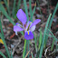 Iris unguicularis 'Mary Barnard'