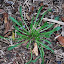 Velleia paradoxa