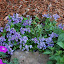 Nemesia