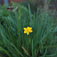 sisyrinchium 