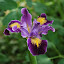 Iris - Pacific Coast hybrid