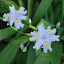 Iris japonica 'Bourne Graceful'