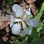 Iris tectorum 'alba'