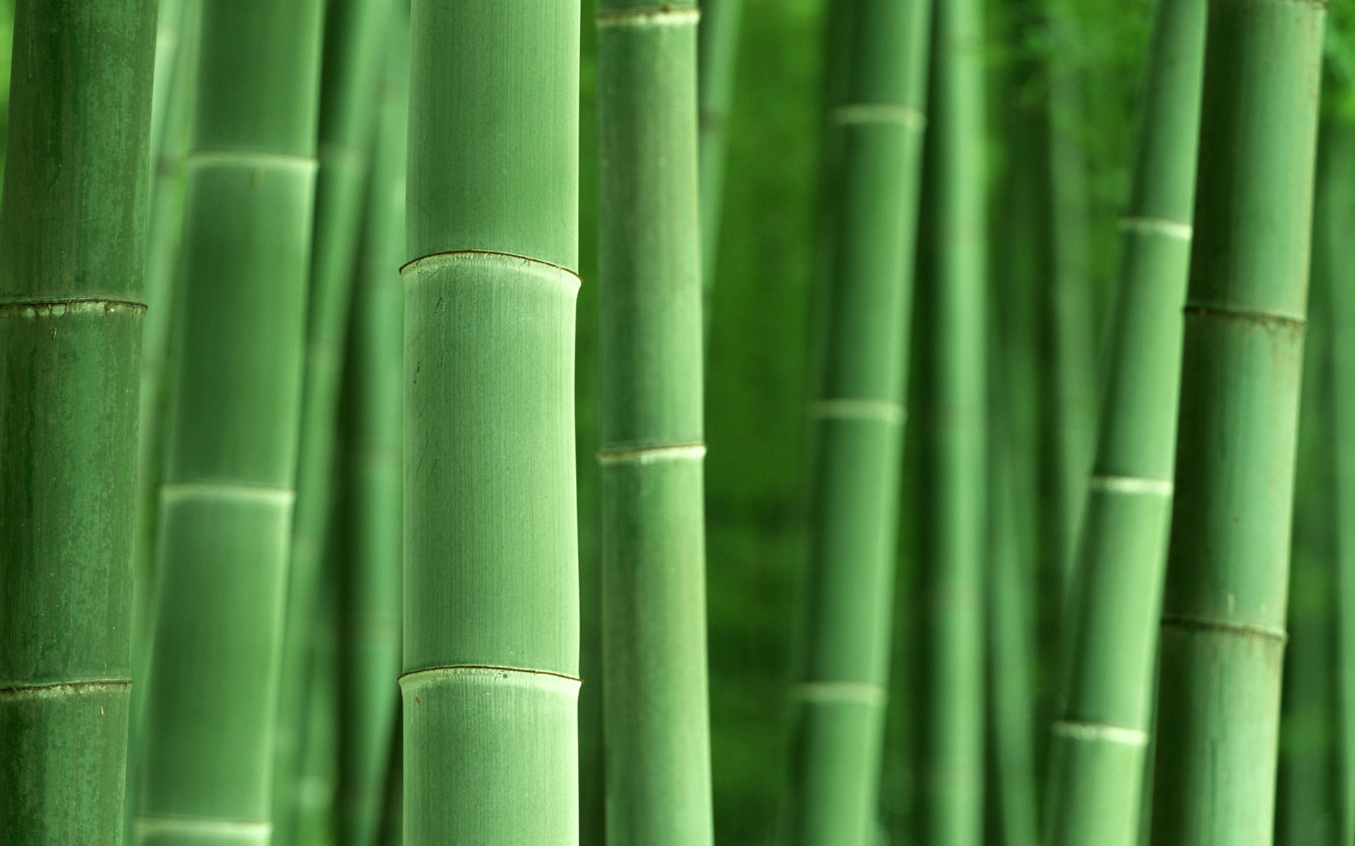 Amazing Bamboo Wallpapers Amazing Bamboo Wallpapers