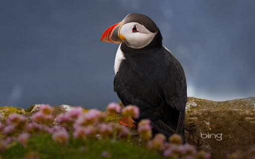 puffin Bing Images Search the web for pictures photos images