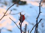 06.12.15 - Brukroa - Nærbilde av kvist med bær 7.jpg 06.12.15 - Brukroa - Nærbilde av kvist med bær 7.jpg