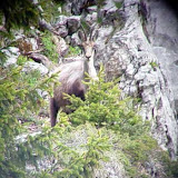 Voir les photos des animaux et des plantes autour du chalet La Louvière