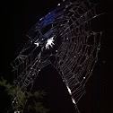 Araña