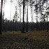 SDC10353.jpg, Беловежская пуща