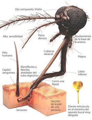 cabeza de mosquito