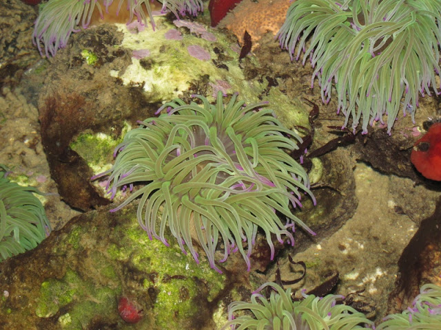 Anemonas