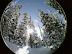 Snowy Trees.