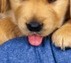 [puppy tongue[5].jpg]