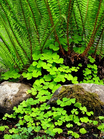 [luckygrove[3].jpg]