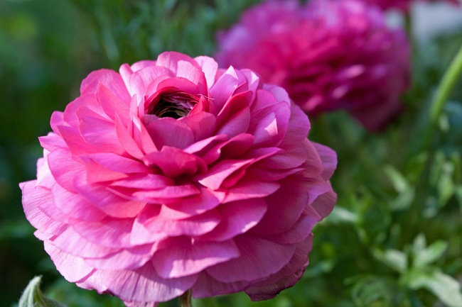 Pink-5