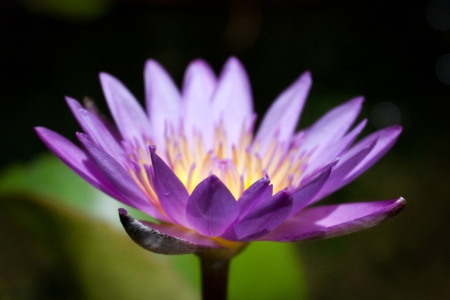 Water-Lily1