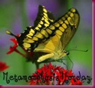 butterfly-09-t-1