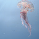 mauve stinger