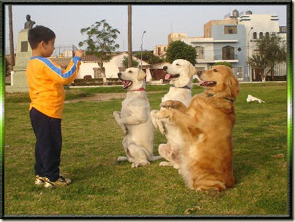 entrenamineto de perros