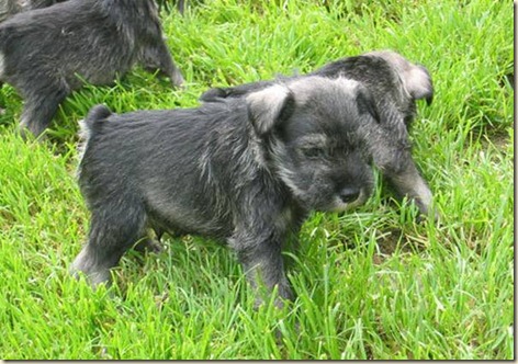 schnauzer-miniatura schnauzer-miniatura