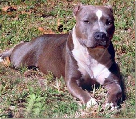 pitbull pitbull