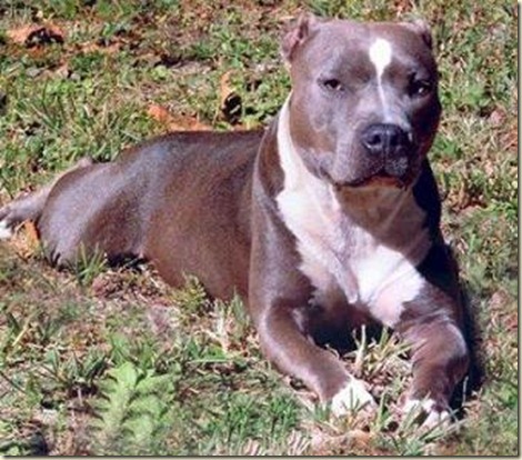 pitbull