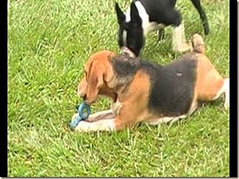 Adiestramiento de perros beagle8 Adiestramiento de perros beagle8