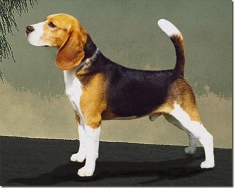 Adiestramiento de perros beagle3