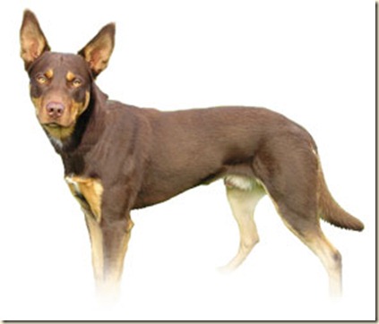 tecnicas-de-adiestramiento-canino tecnicas-de-adiestramiento-canino