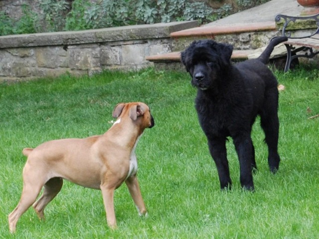 [brando e Luna[5].jpg]