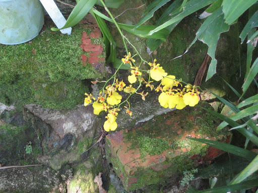Beads flowers orchidee