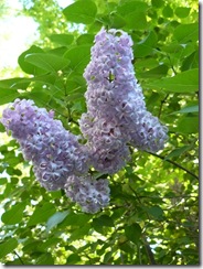 lilacs and blue light 061