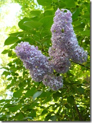 lilacs and blue light 062