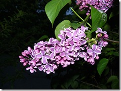lilacs and blue light 004