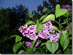 lilacs and blue light 005
