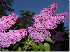 lilacs and blue light 020