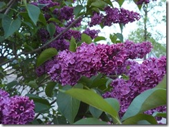 lilacs and blue light 024