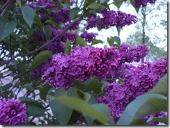 lilacs and blue light 025