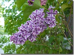 lilacs and blue light 043