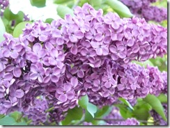 lilacs and blue light 047