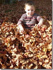 caelun in the leaves 022