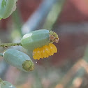 Ladybug Eggs