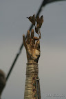 – 06-cze-2009 – 06-cze-2009