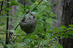Beehive