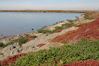 Flora along Alviso Slough